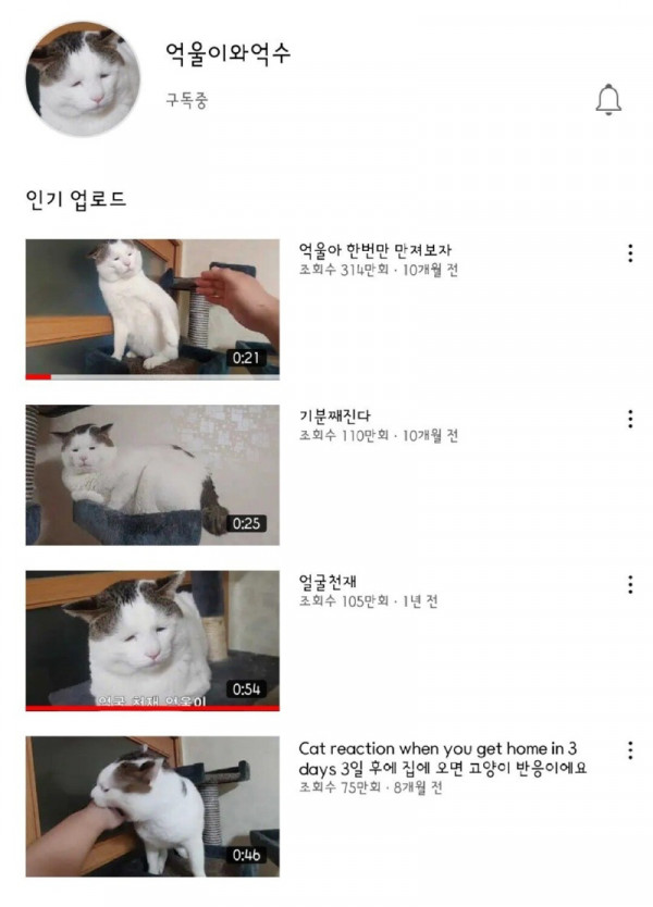 억울이 고양이 1